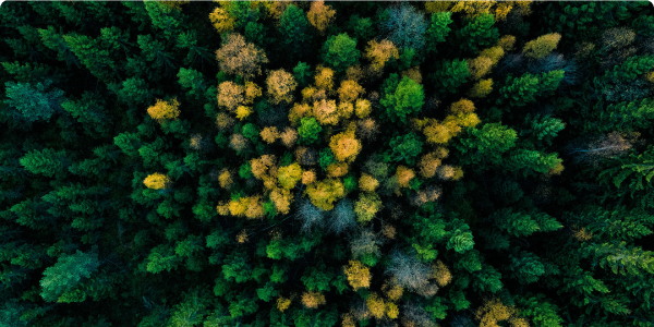Ein Wald aus der Vogelperspektive.